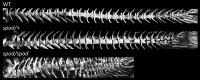 Dose effects of spondo mutation