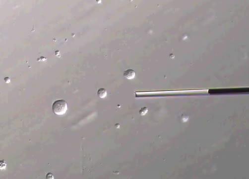 A Bare Minimum for the Y Chromosome? (8 of 9)