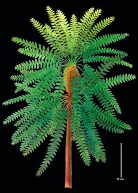 Reconstruction