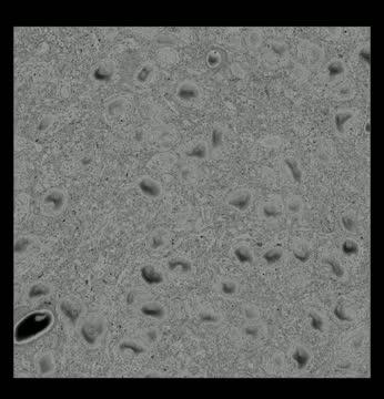 Salk UCSD SCN/IPRGC Video