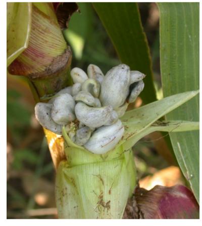 Ear of Corn Infected With Corn Smut