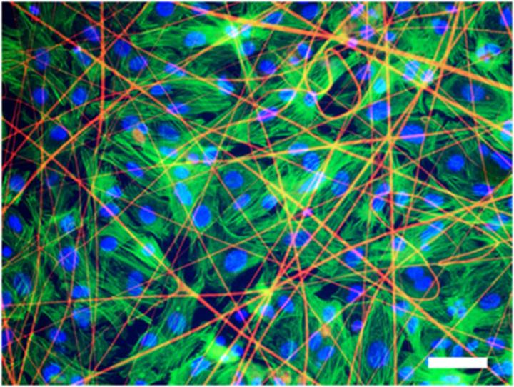 Heart Tissue Cells 