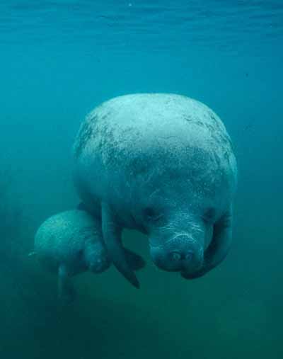 Manatee