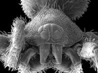 Goblin Spider