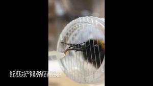 Bees responding to tastes they "like" and "dislike"