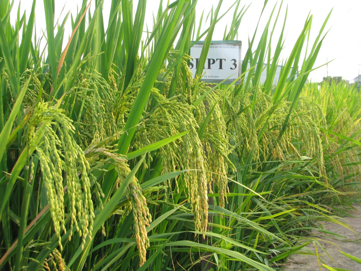Testing Salinity Tolerance in Rice (2 of 3)
