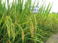 Testing Salinity Tolerance in Rice (2 of 3)