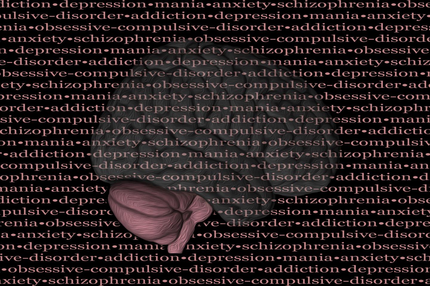 Cerebellum