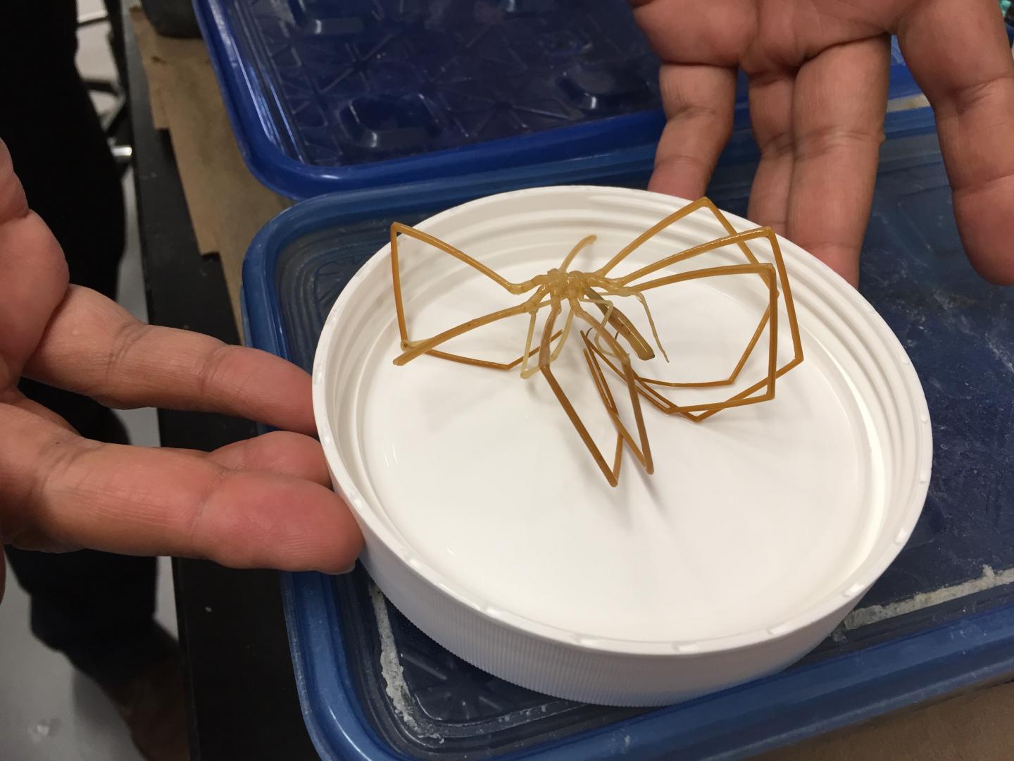 Chelicerata