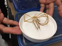 Chelicerata