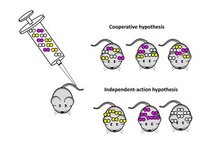Sepsis in Mice