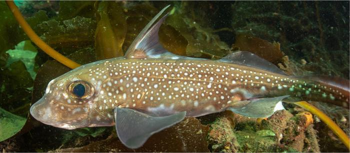 Spotted ratfish