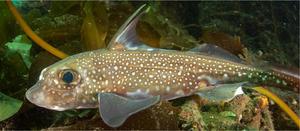 Spotted ratfish