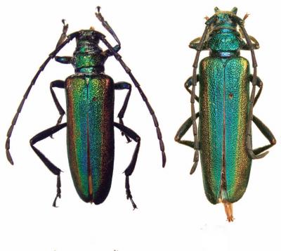 <i>Schwarzerium yunnanum</i>