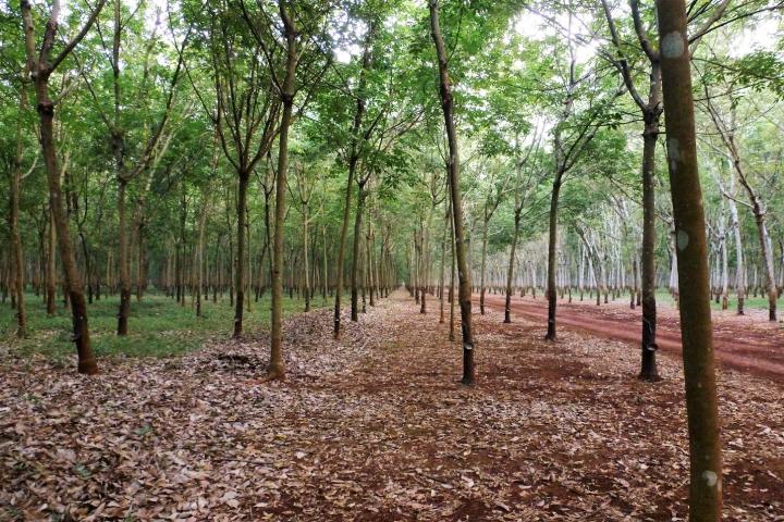 Industrial Rubber Monoculture in Cambodia