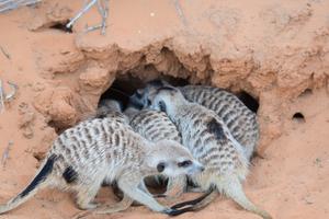 Meerkats