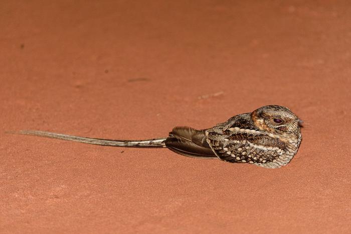 Scissor-tailed nightjar