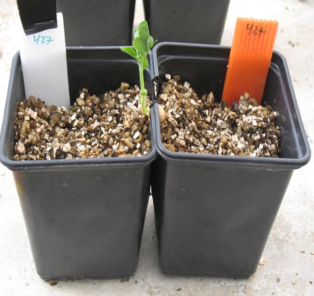 Pea Plant Weighs the Risks