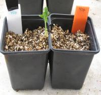 Pea Plant Weighs the Risks