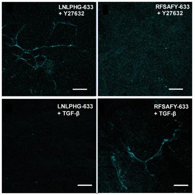 Molecular Probes Fibronectin ECM