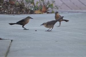 Three female great-tailed grackles