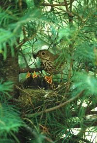 Hermit Thrush