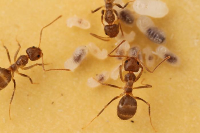 Tawny crazy ant workers tend larvae