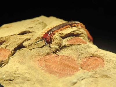Arthropods