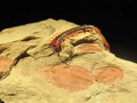 Arthropods