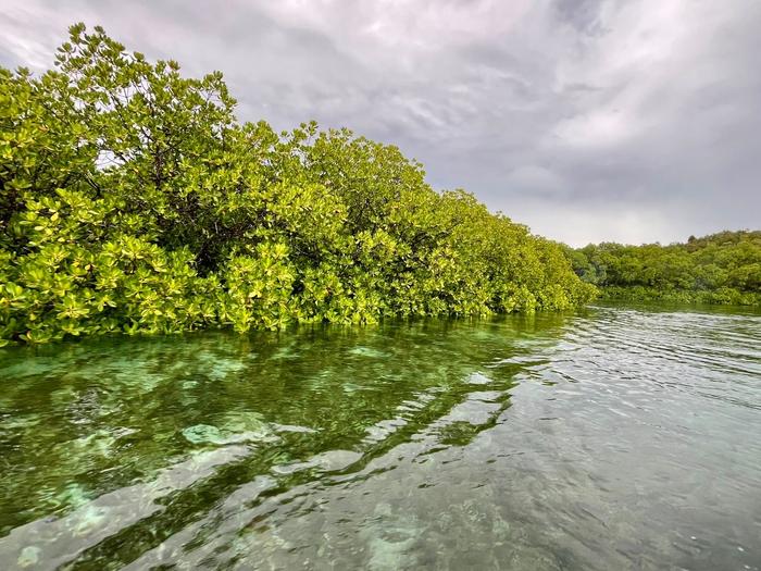 Mangroves