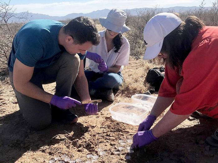 sampling biocrust in New Mexico