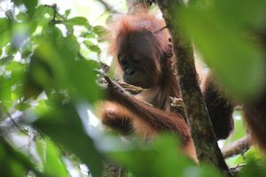 Orangutan with wood