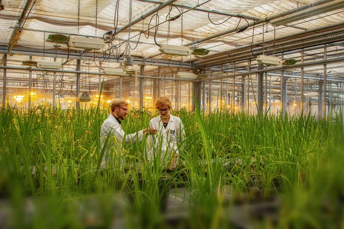 Global Food Security: Researchers Uncover Attack Mechanism of Rice Parasite
