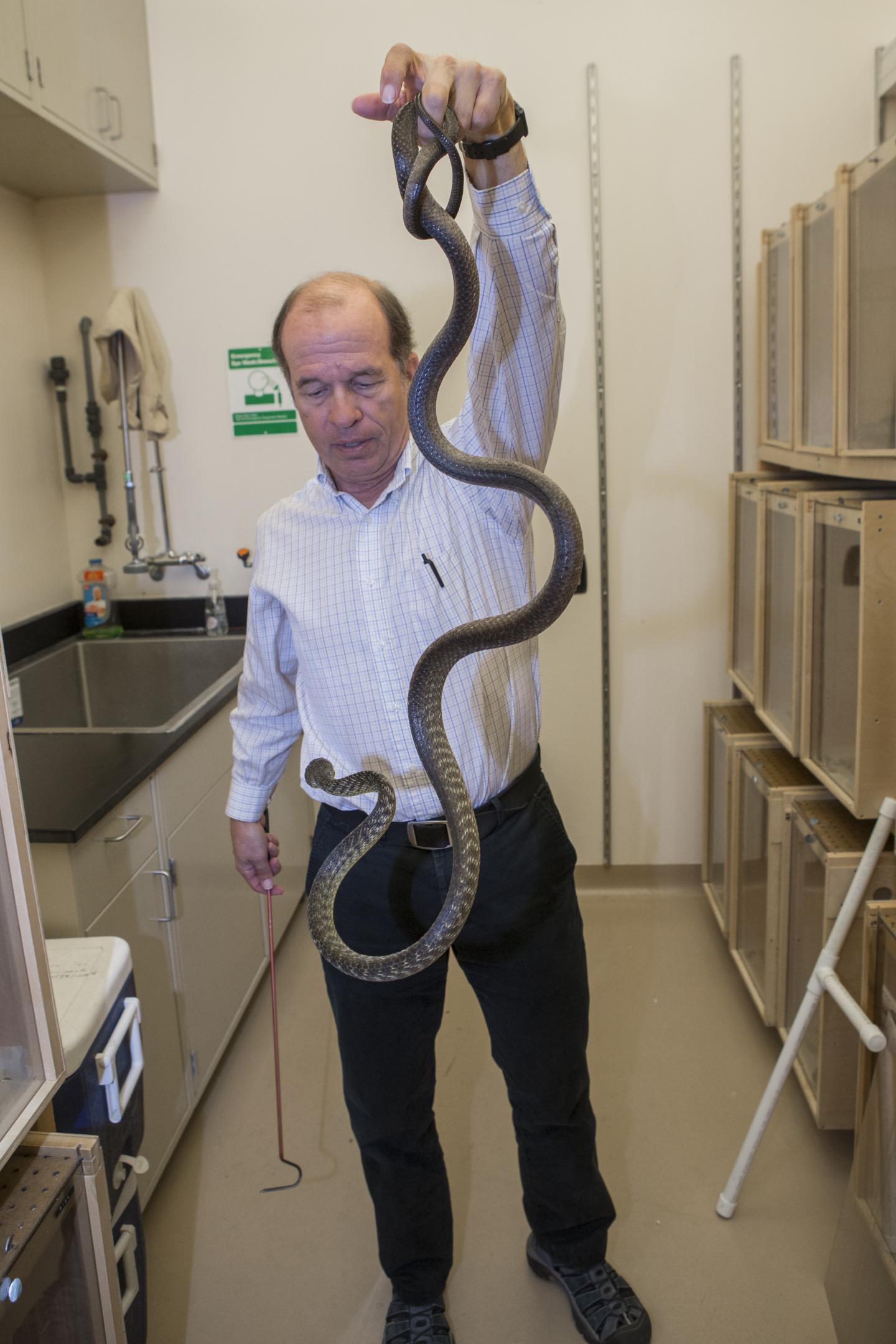 Snake Locomotion