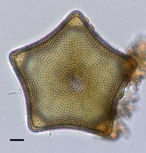 Live cell of Trigonium quinquelobatum