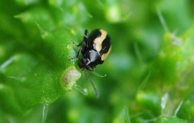 <i>Phyllotreta striolata</i>