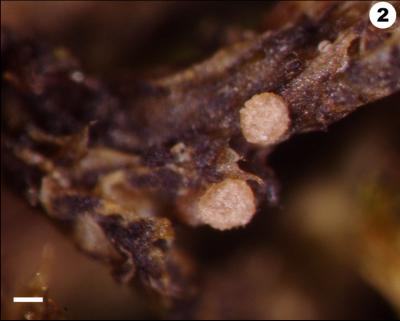 <I>Vezdaea schuyleriana</I>