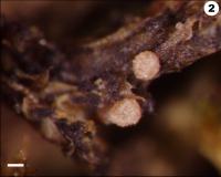 <I>Vezdaea schuyleriana</I>
