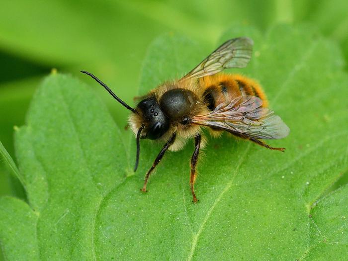 Red mason bee