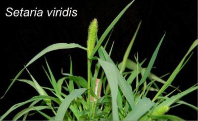 <i>Setaria viridis</i>