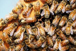 Genomics for beekeepers