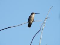 Female Ruby-throated Hummingbird