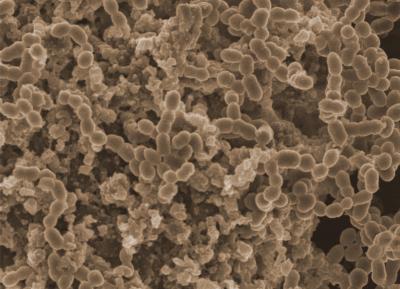 Pneumococcal Biofilm