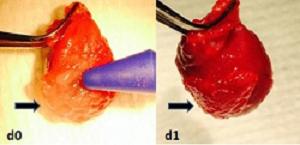 Hydrogen Stem Cells
