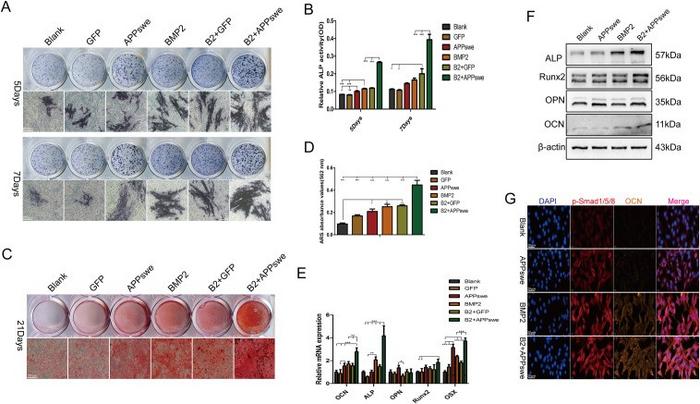 Effect of APPswe on the osteogenic differentiation of MSCs induced by BMP2.