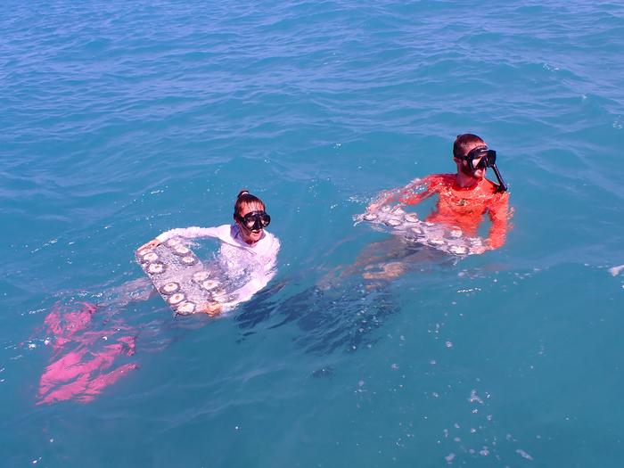 Scientists deploy experimental elkhorn corals to Dry Tortugas to test introduction of new genetic diversity