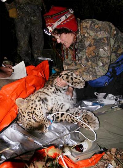 Amur Leopard