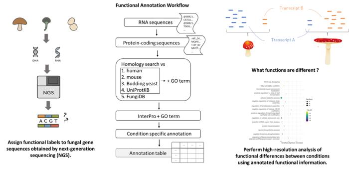 Overview of the fungal transcriptome functional annotation workflow and downstream functional analysis