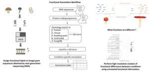 Overview of the fungal transcriptome functional annotation workflow and downstream functional analysis