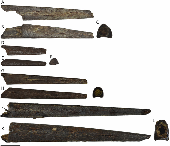 Pterosaur jaw fragments